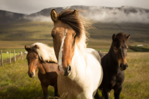 Iceland Horses8412617339 300x200 - Iceland Horses - Savanna, Iceland, Horses